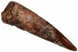 Fossil Pterosaur (Siroccopteryx) Tooth - Morocco #299795-1